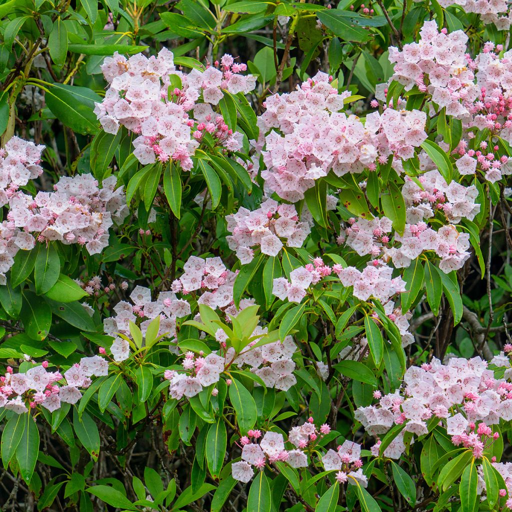 Kalmia latifolia - Lepeltjesboom