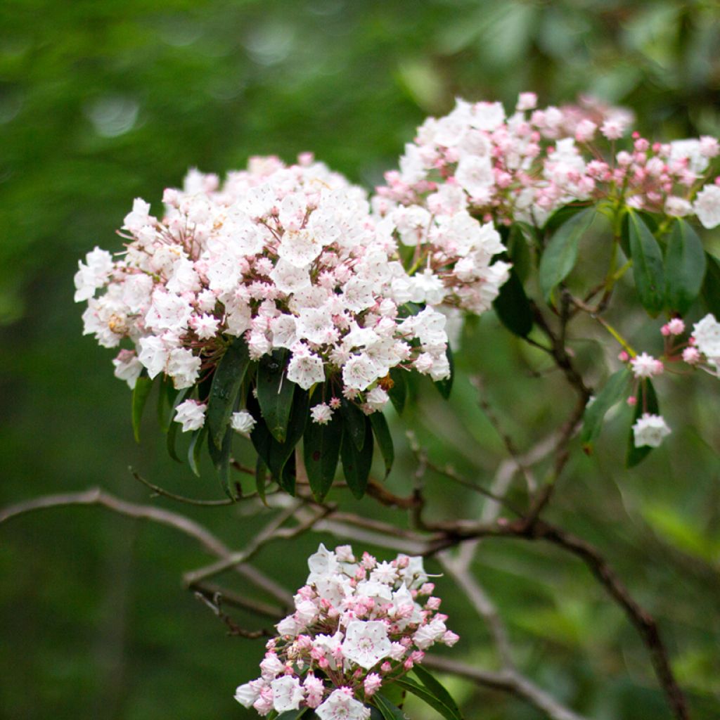 Kalmia latifolia - Lepeltjesboom