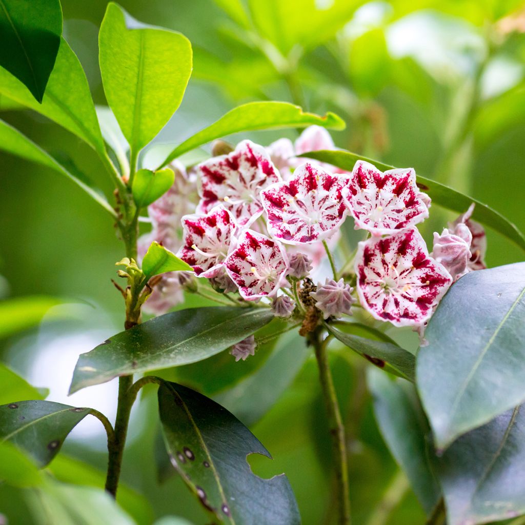 Kalmia latifolia Minuet - Lepeltjesboom