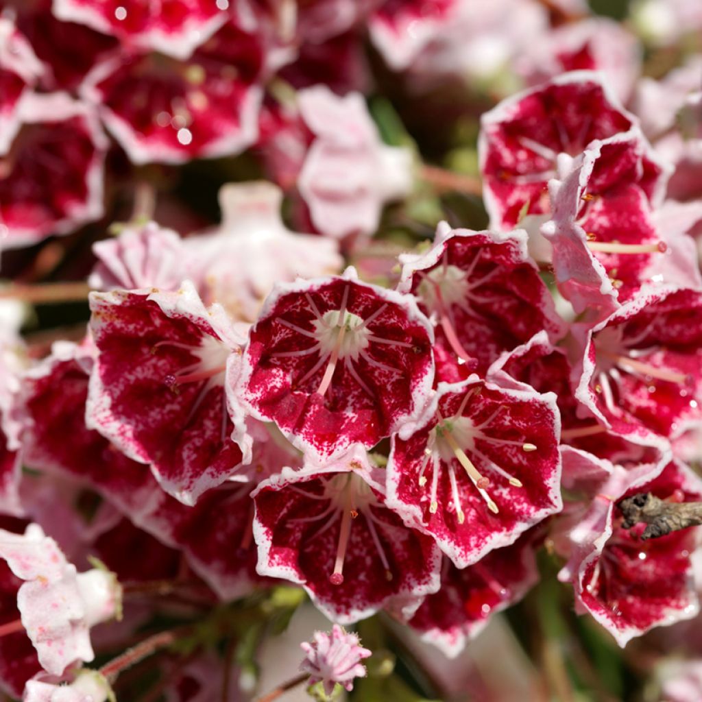 Kalmia latifolia Pinwheel - Lepeltjesboom