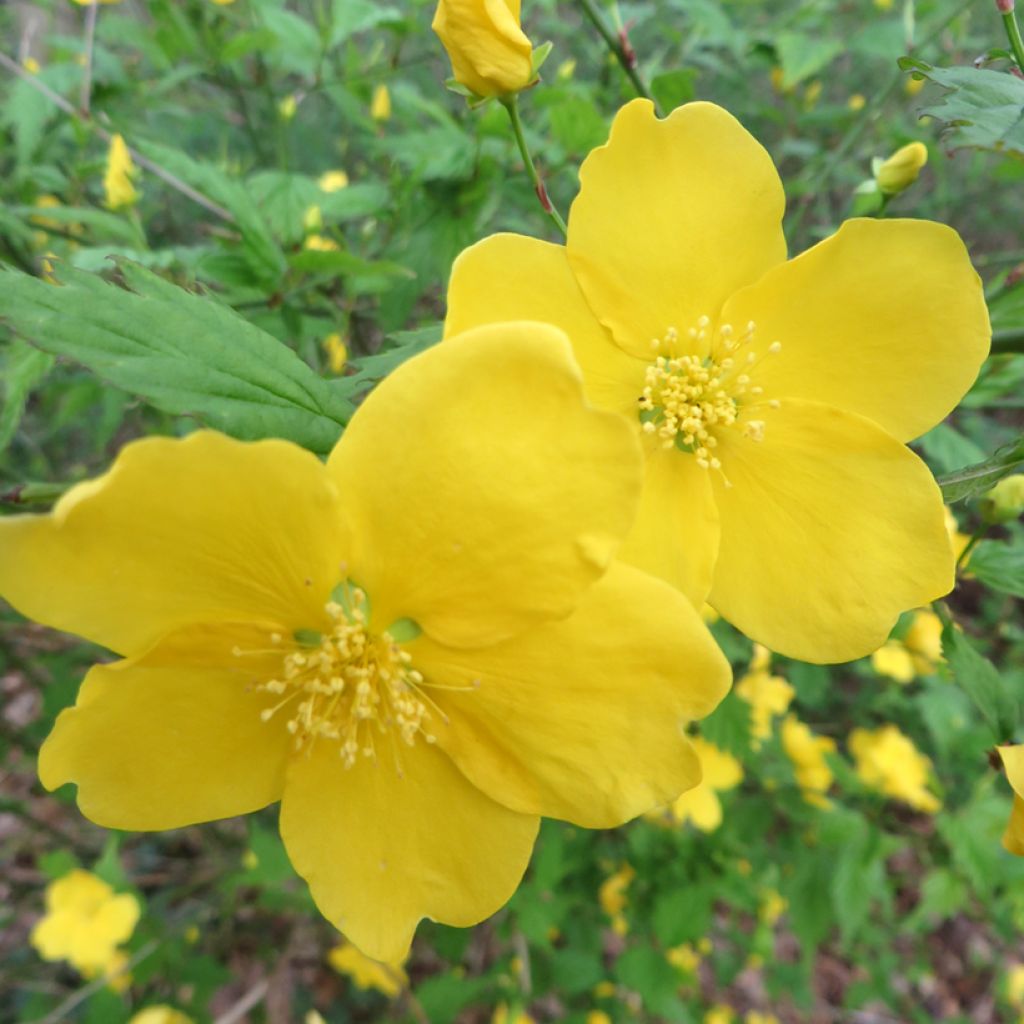 Kerria japonica - Ranonkelstruik