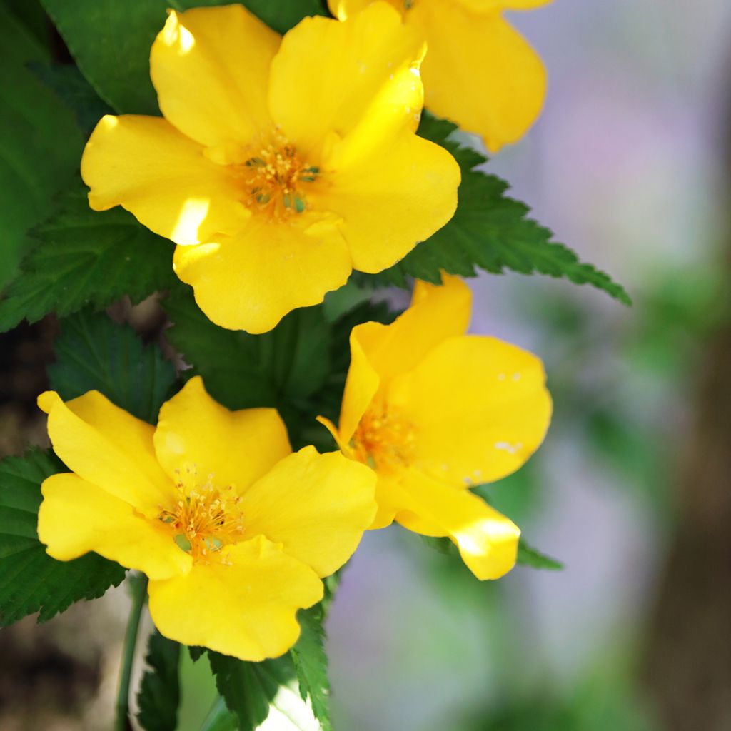 Kerria japonica - Ranonkelstruik