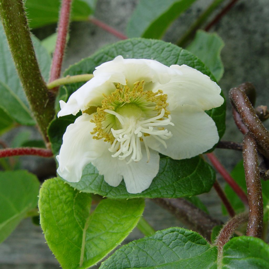 Kiwi chinensis Golden Delight (mâle) - Actinidia chinensis