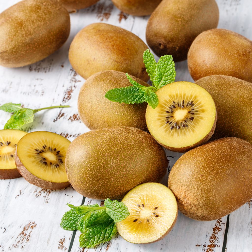 Kiwi - Actinidia deliciosa Morning Star (vrouwelijk)