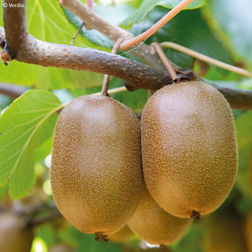 Gele kiwi - Actinidia deliciosa KiwHappy