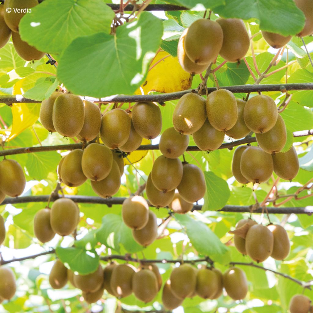 Gele kiwi - Actinidia deliciosa KiwHappy