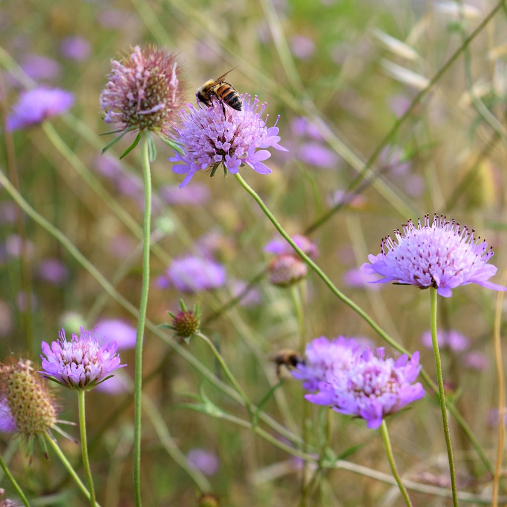 Knautia arvensis - Beemdkroon
