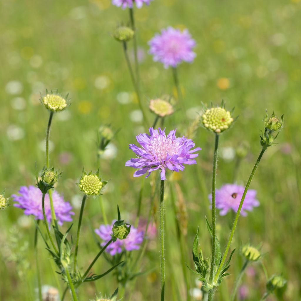 Knautia arvensis - Beemdkroon