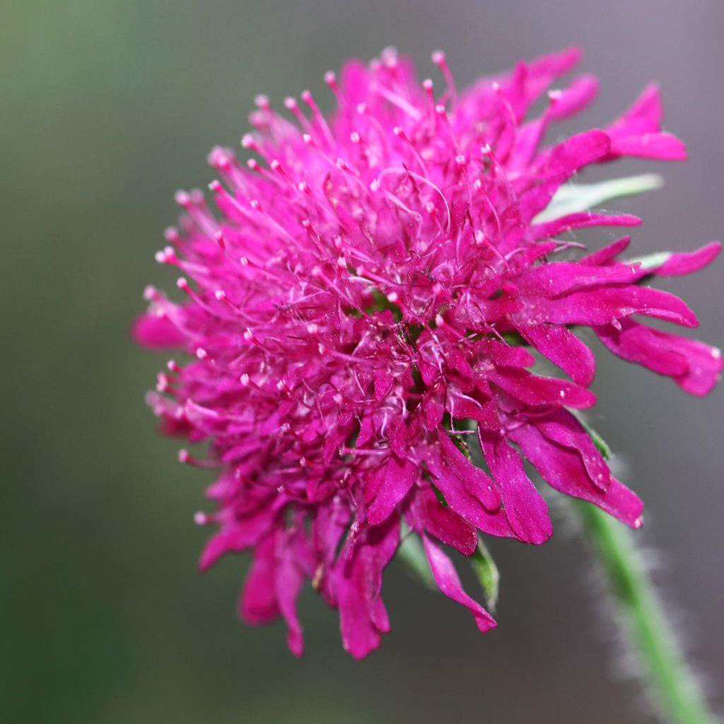 Knautia macedonica Mars Midget - Beemdkroon