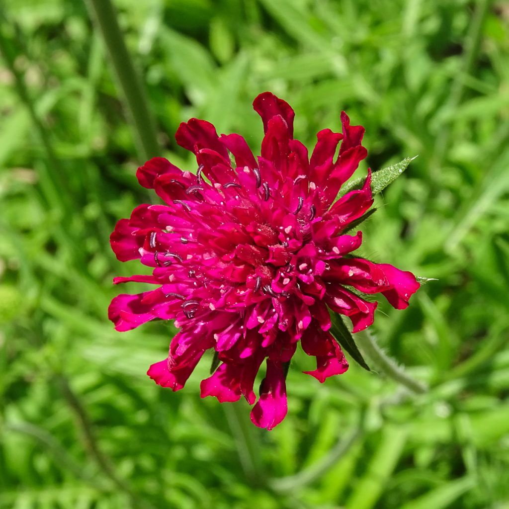 Knautia macedonica - Beemdkroon