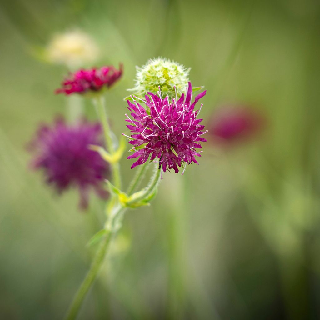 Knautia macedonica Red Knight - Beemdkroon