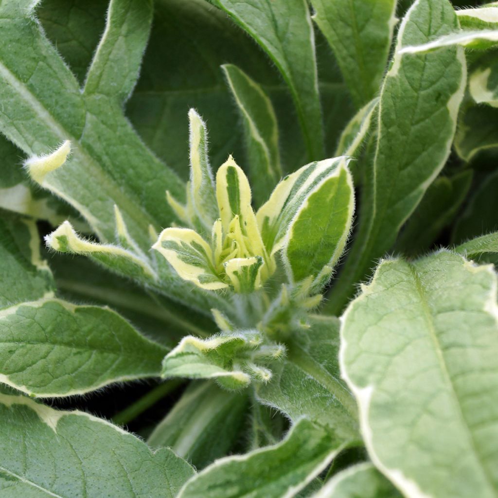 Knautia macedonica Thunder and Lightning - Beemdkroon