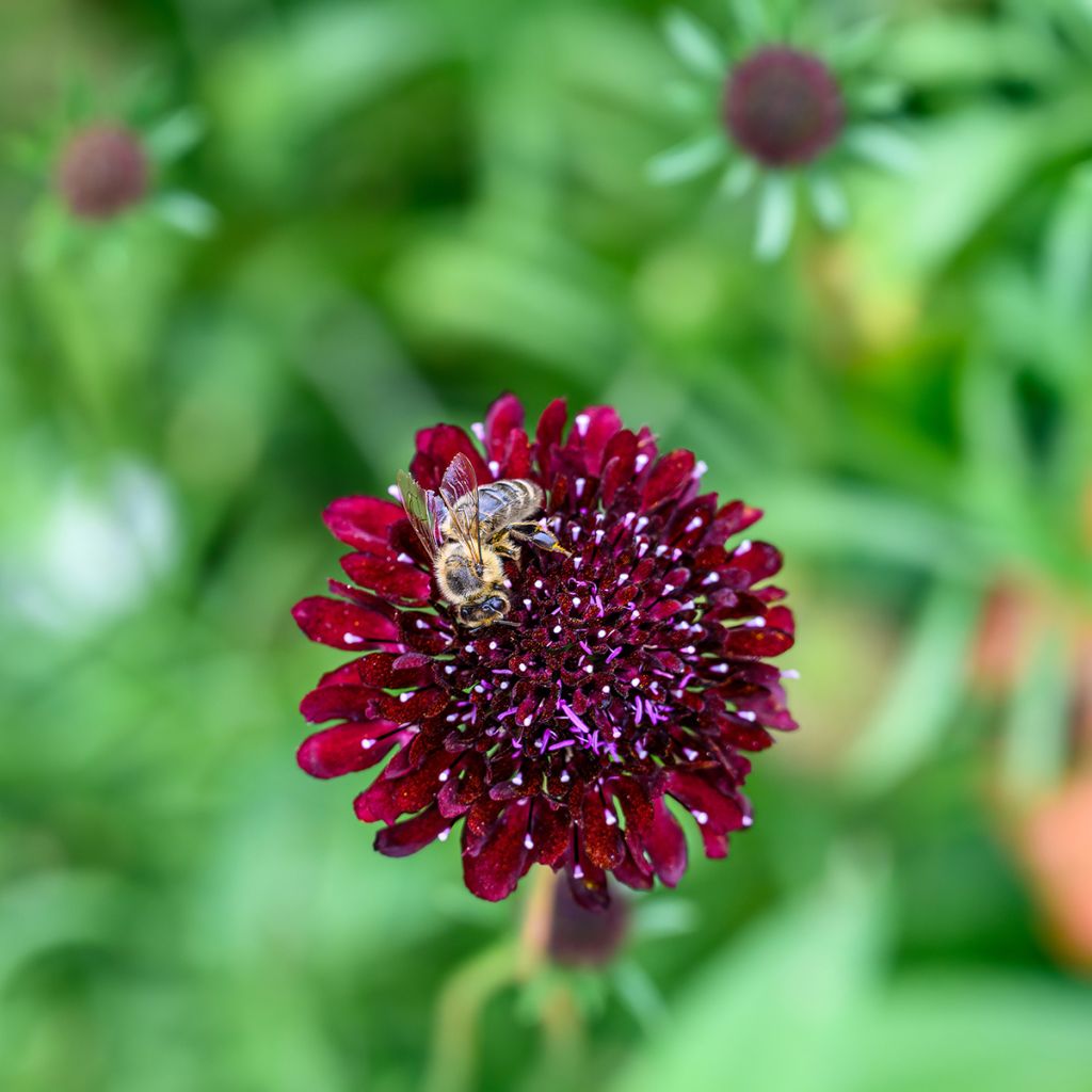Knautia macedonica Thunder and Lightning - Beemdkroon