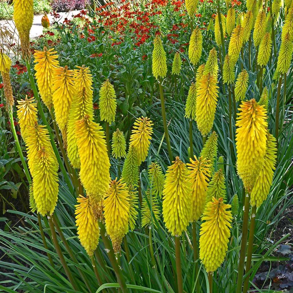 Kniphofia Bees Lemon - Vuurpijl