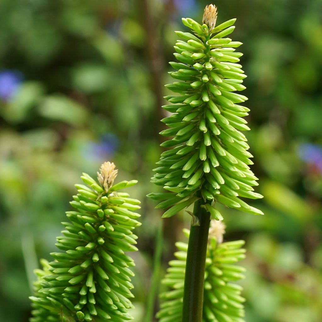 Kniphofia Green Jade - Vuurpijl