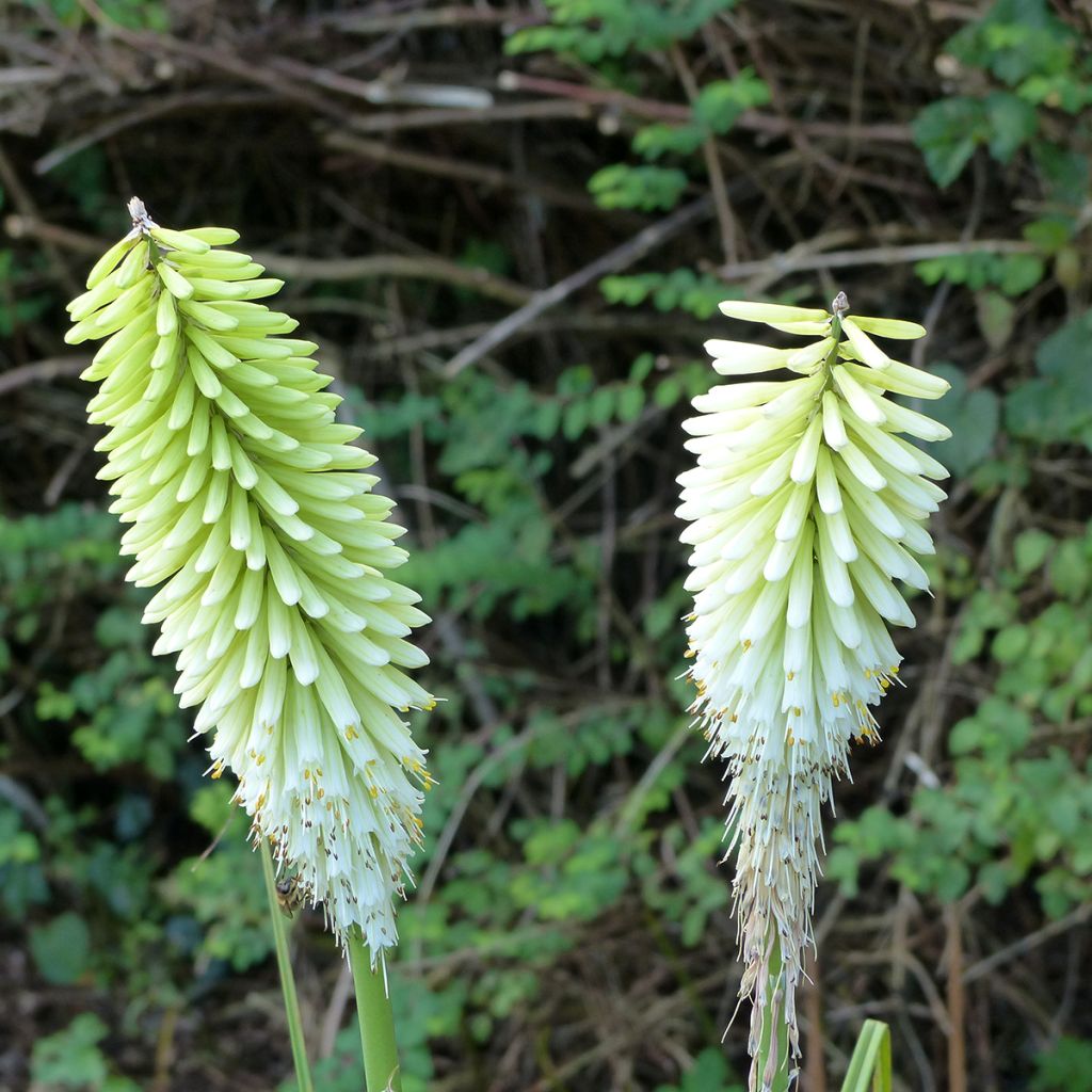 Kniphofia Ice Queen - Vuurpijl