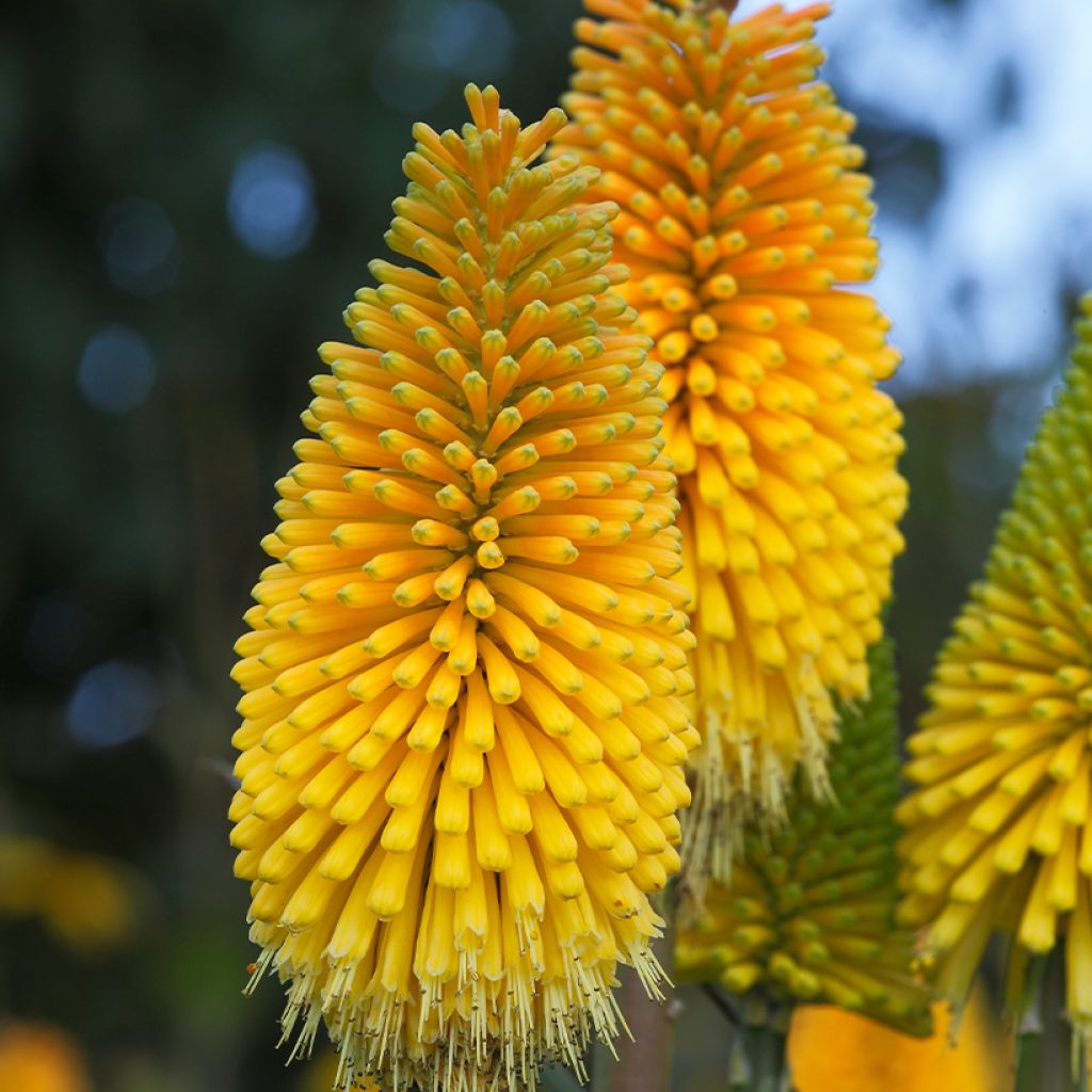 Kniphofia Percy s Pride - Vuurpijl