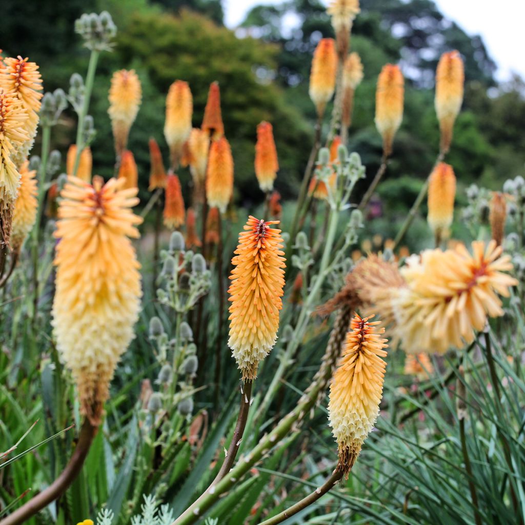 Kniphofia Tawny King - Vuurpijl