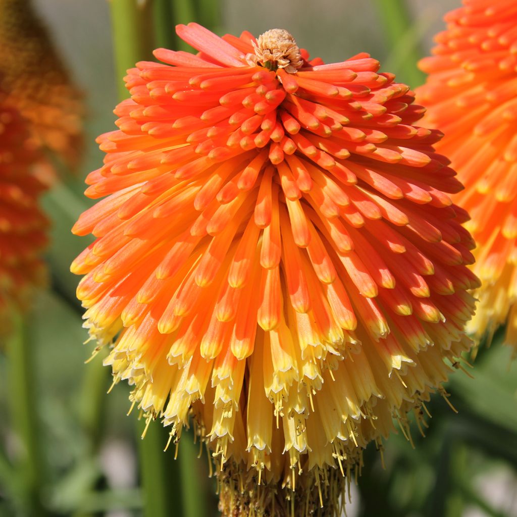 Kniphofia Traffic Lights - Vuurpijl