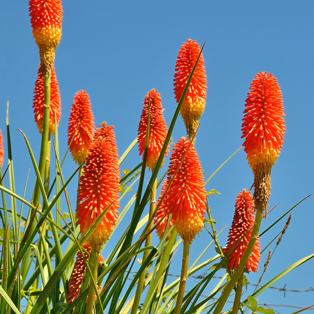Kniphofia northiae - Vuurpijl
