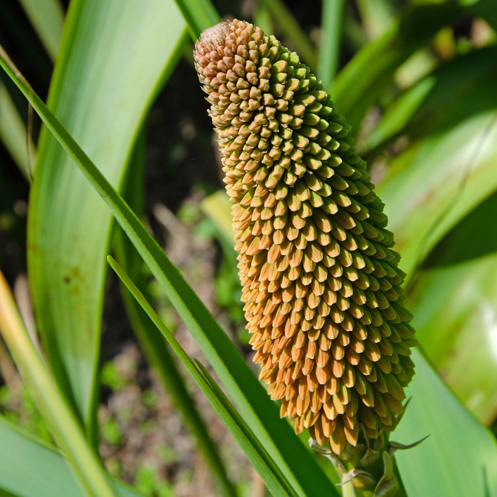 Kniphofia northiae - Vuurpijl