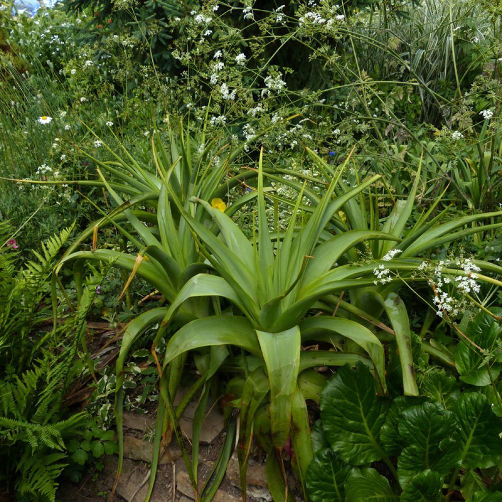 Kniphofia northiae - Vuurpijl