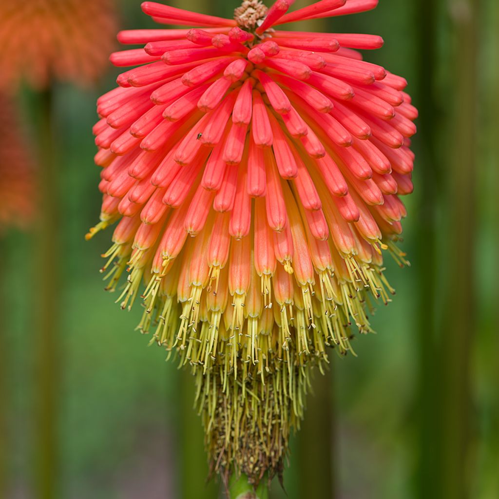 Kniphofia rooperi - Vuurpijl