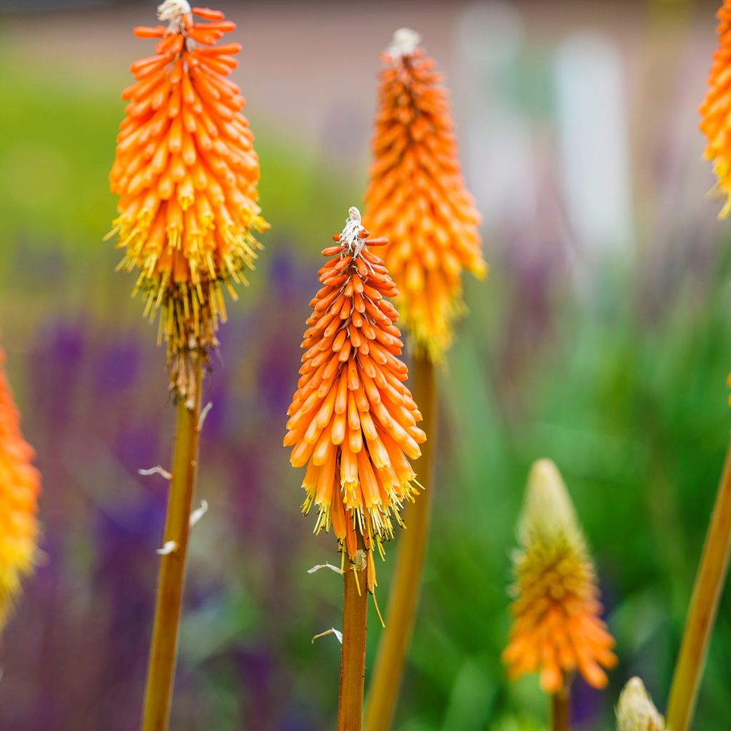 Kniphofia uvaria - Vuurpijl