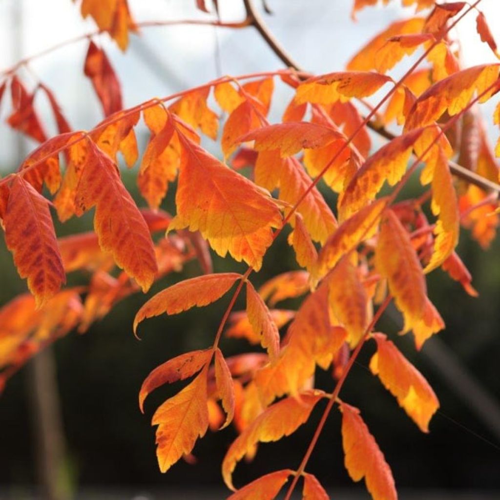 Koelreuteria paniculata Coral Sun - Gele zeepboom