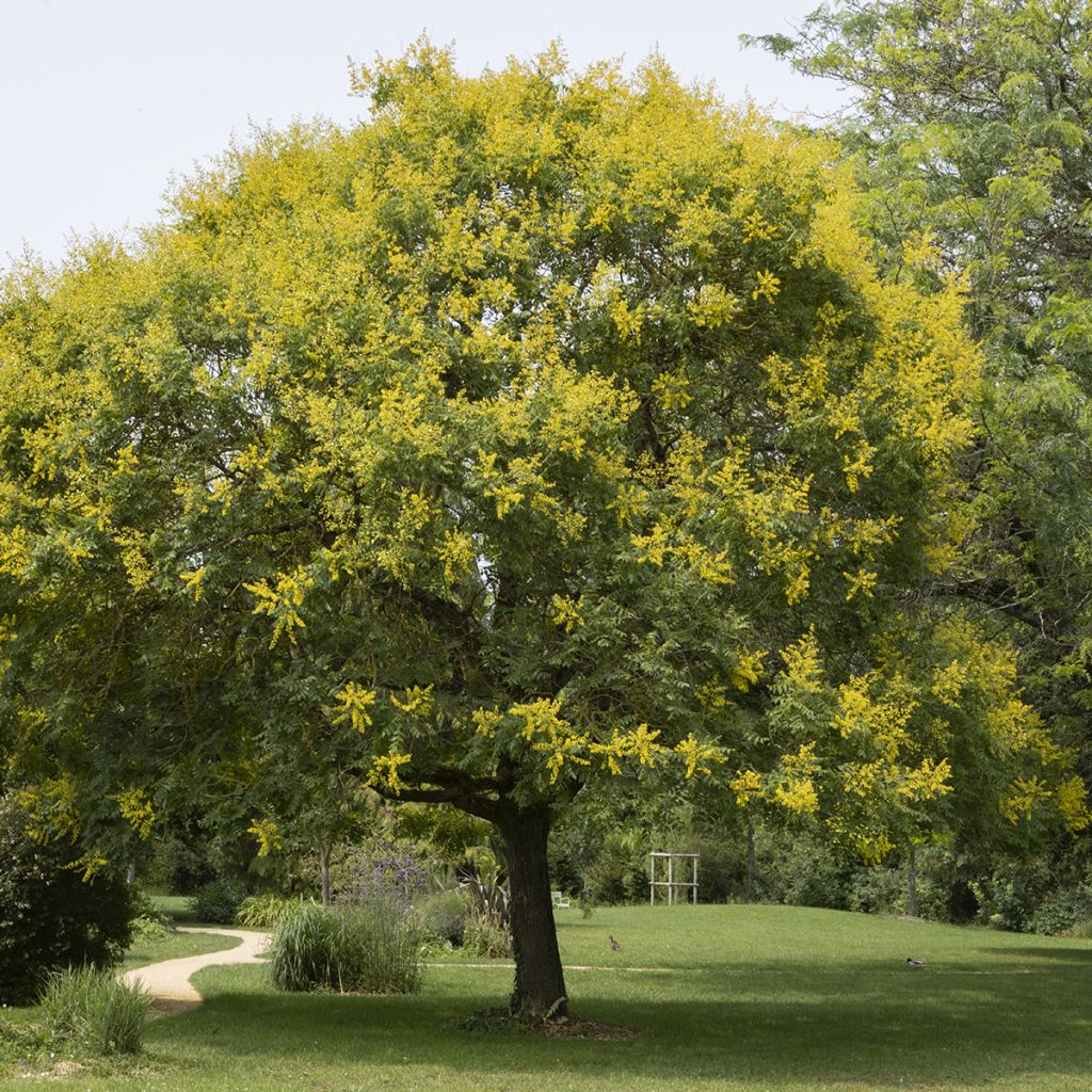 Koelreuteria paniculata - Gele zeepboom