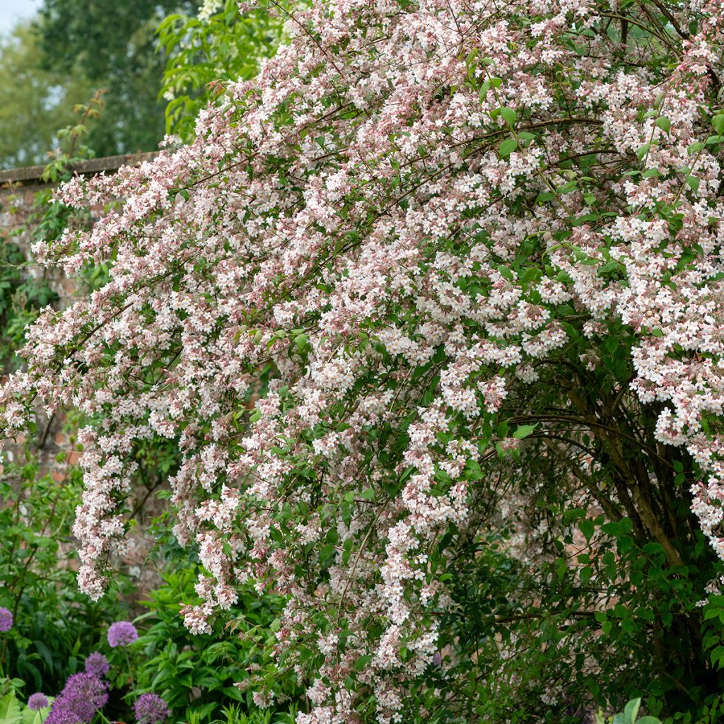 Kolkwitzia amabilis - Koninginnenstruik