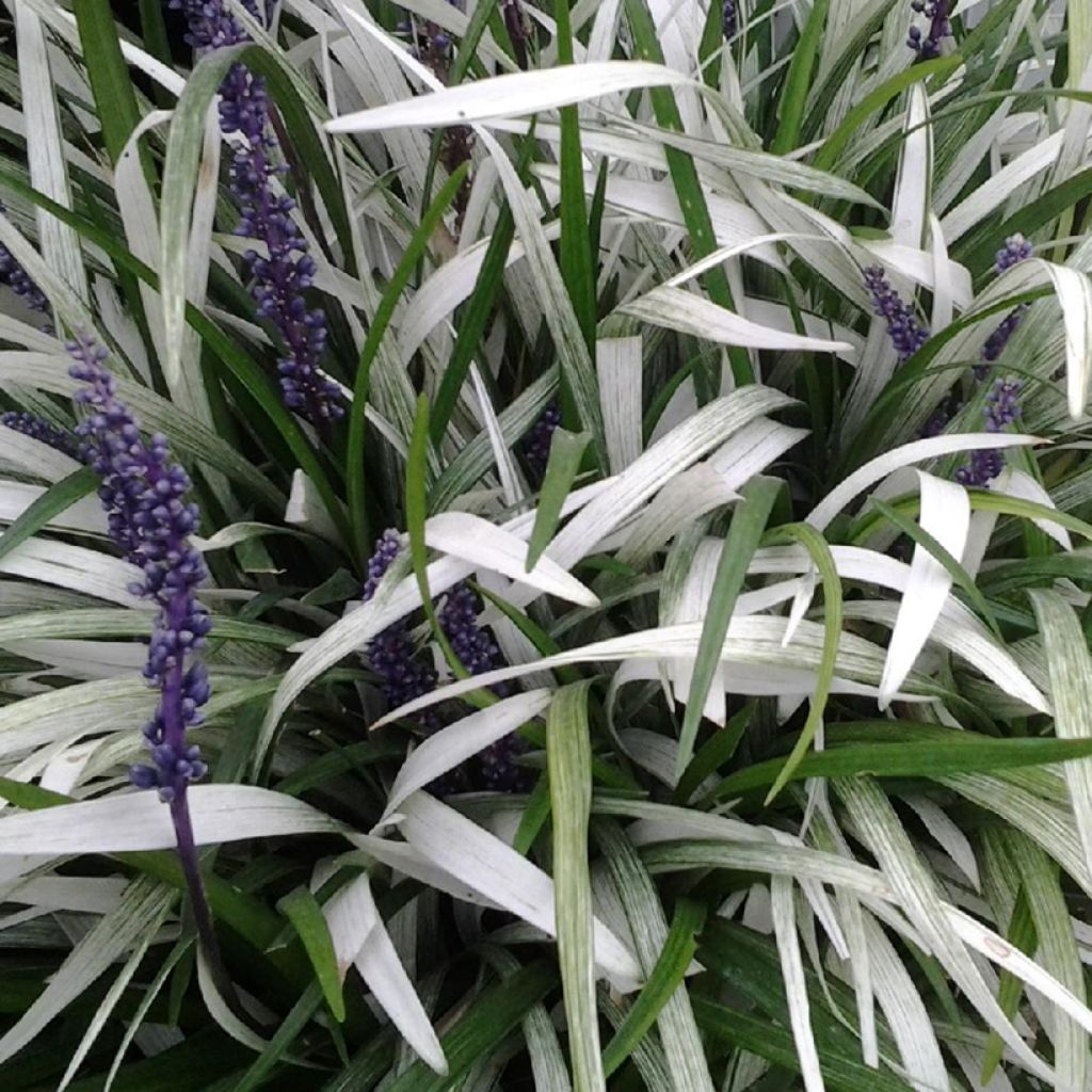 Liriope muscari Okina - Leliegras