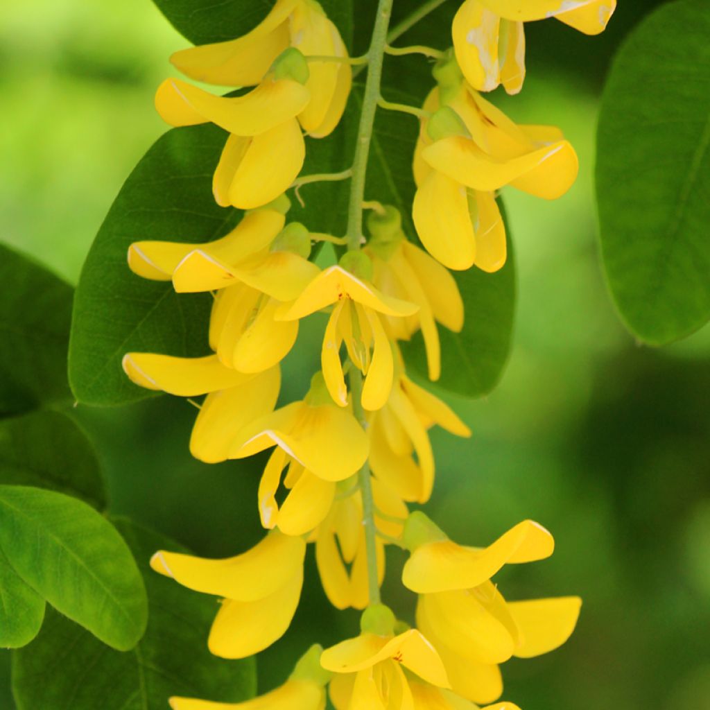 Laburnum anagyroides - Goudenregen