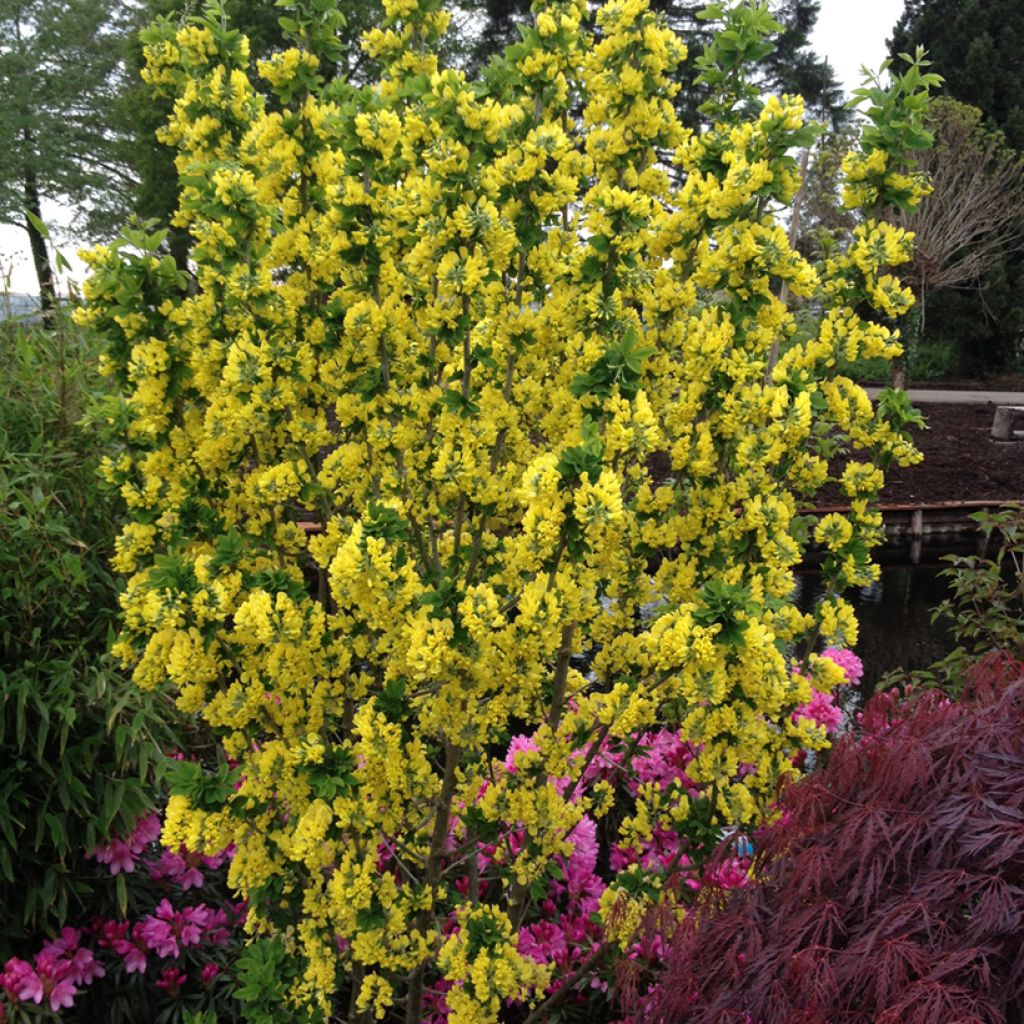 Laburnum anagyroides Sunspire - Goudenregen