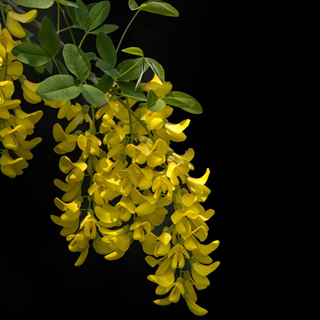 Laburnum anagyroides Yellow Rocket - Goudenregen