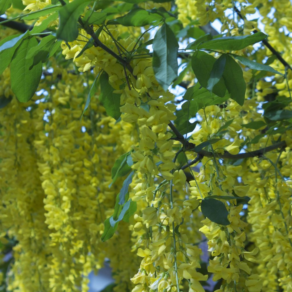 Laburnum alpinum Pendulum - Goudenregen