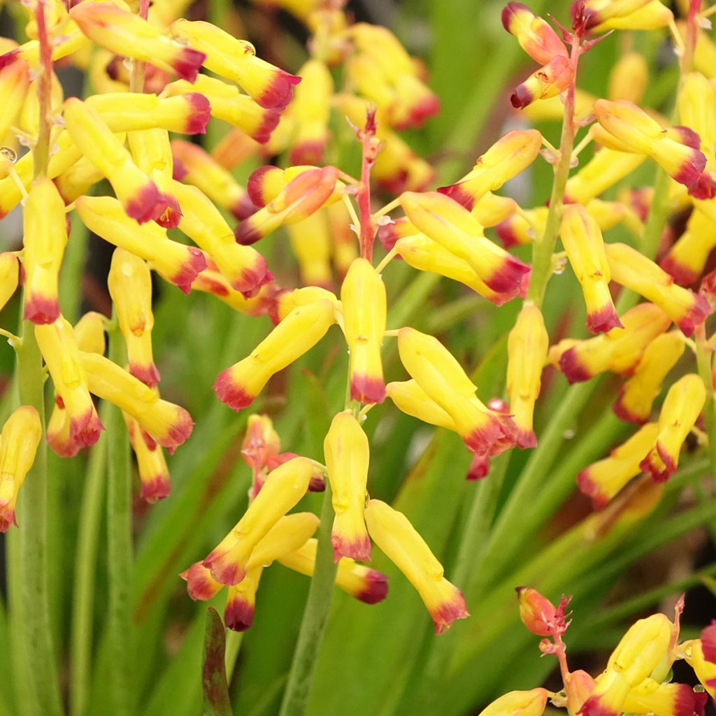 Lachenalia African Beauty Namakwa - Kaapse hyacint