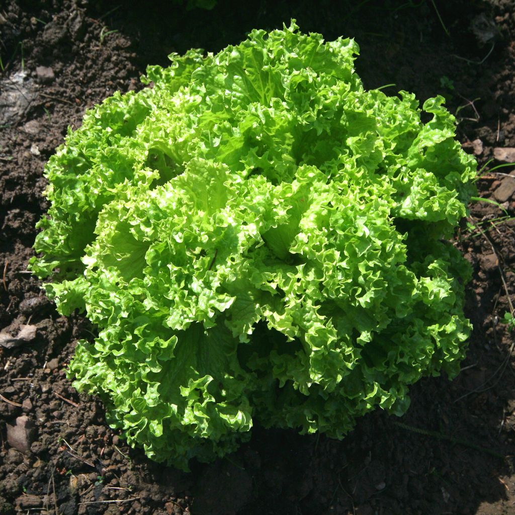 Krulsla Lollo Bionda