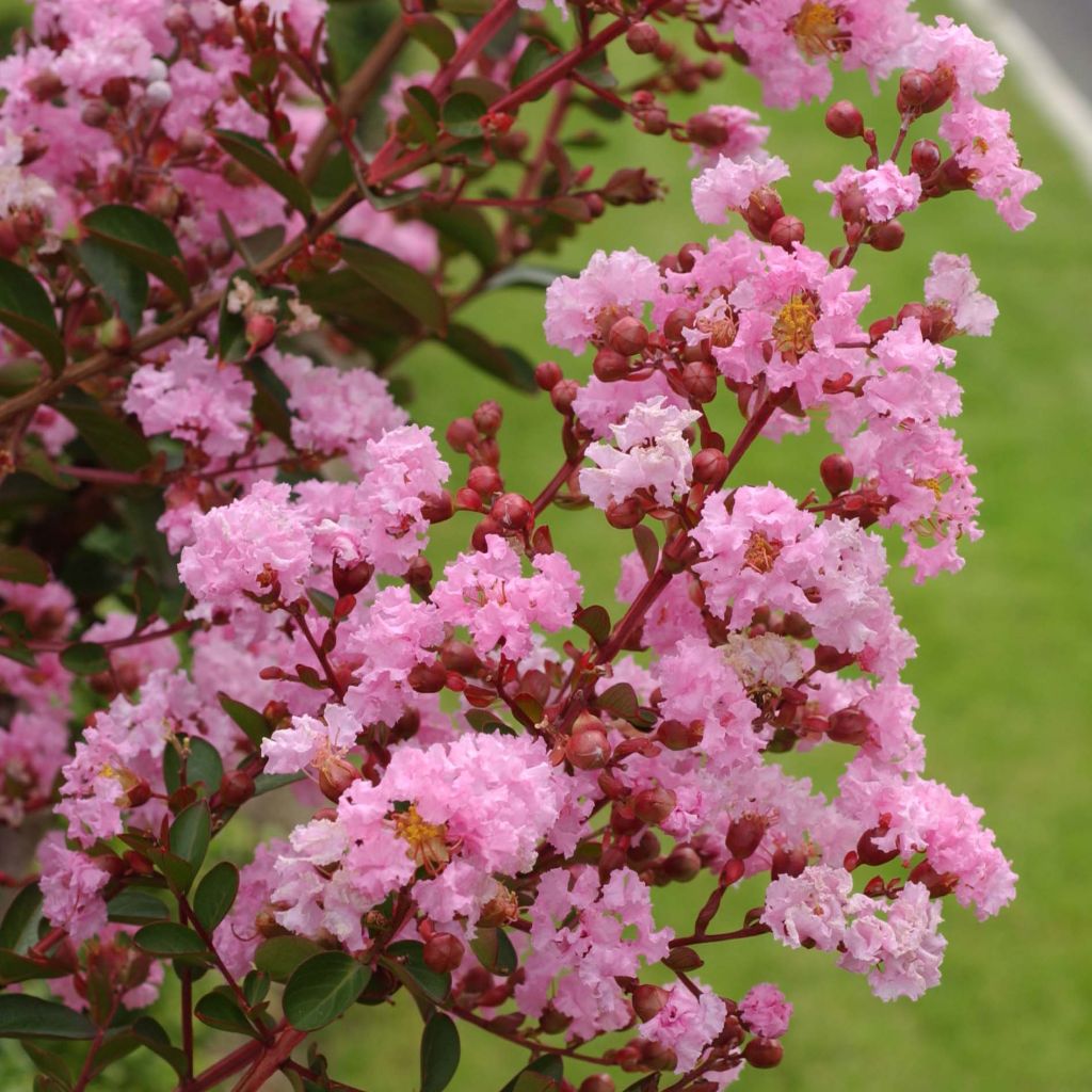 Lagerstroemia indica Berlingot Menthe - Indische sering
