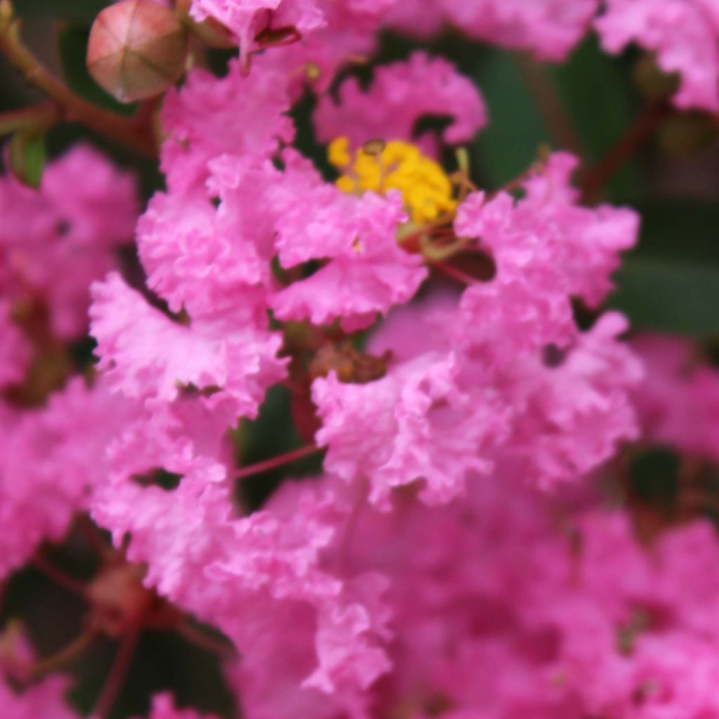 Lagerstroemia indica Jacqueline Desmartis - Indische sering