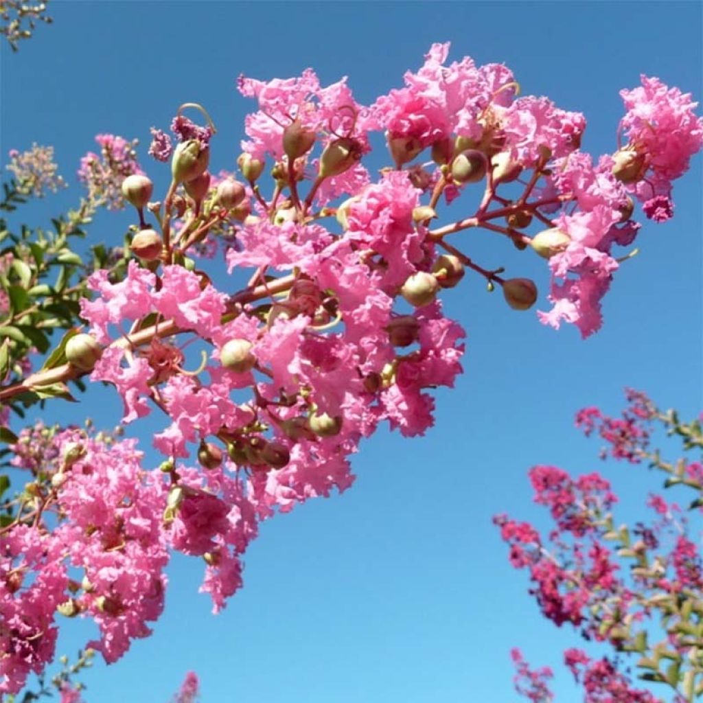 Lagerstroemia indica Monbazillac - Indische sering