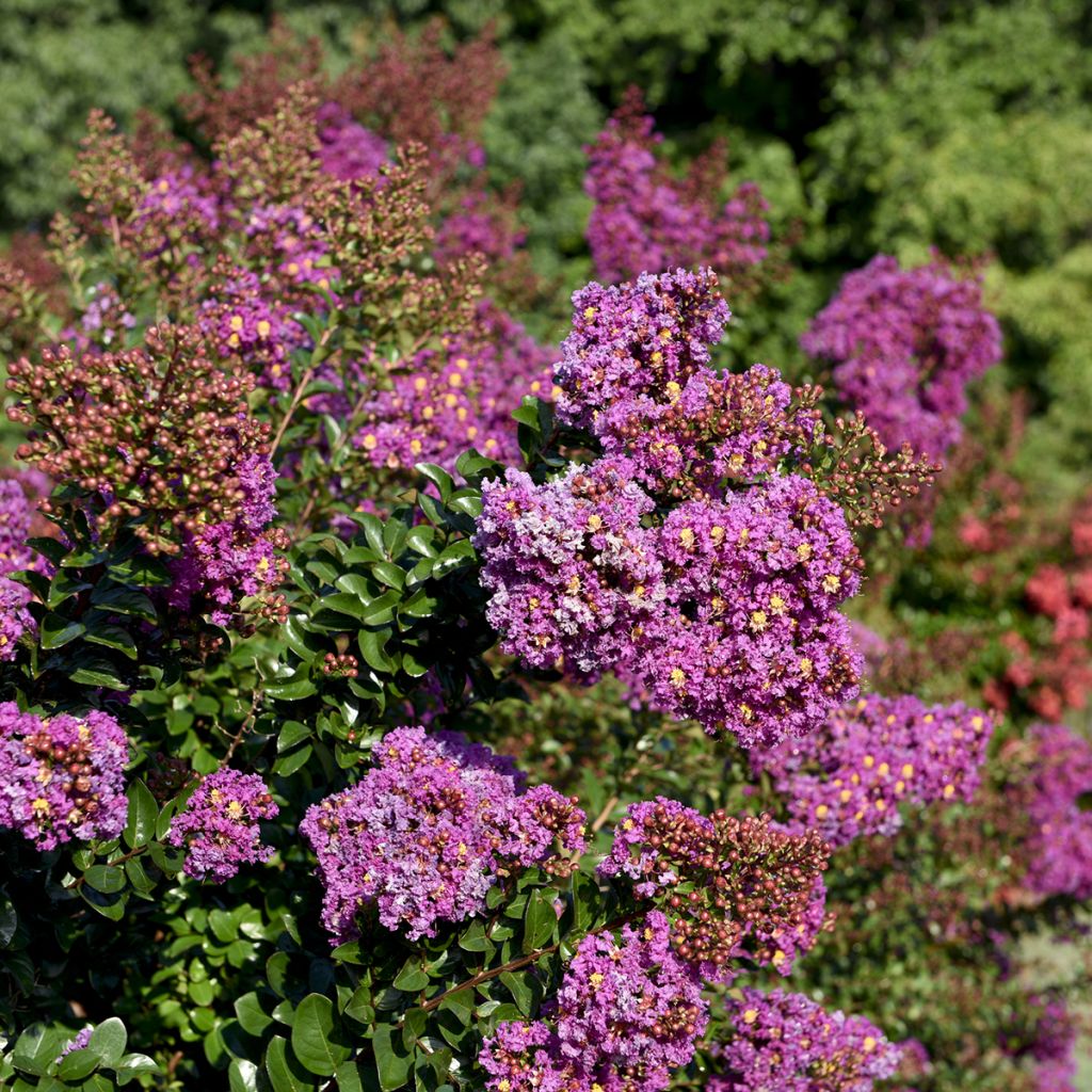 Lagerstroemia indica Purple Magic - Indische sering