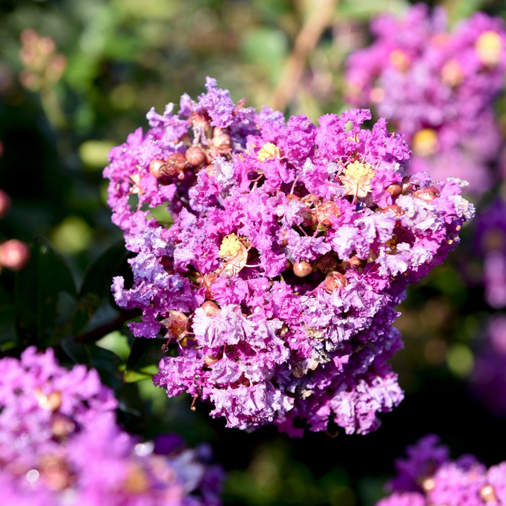 Lagerstroemia indica Purple Magic - Indische sering
