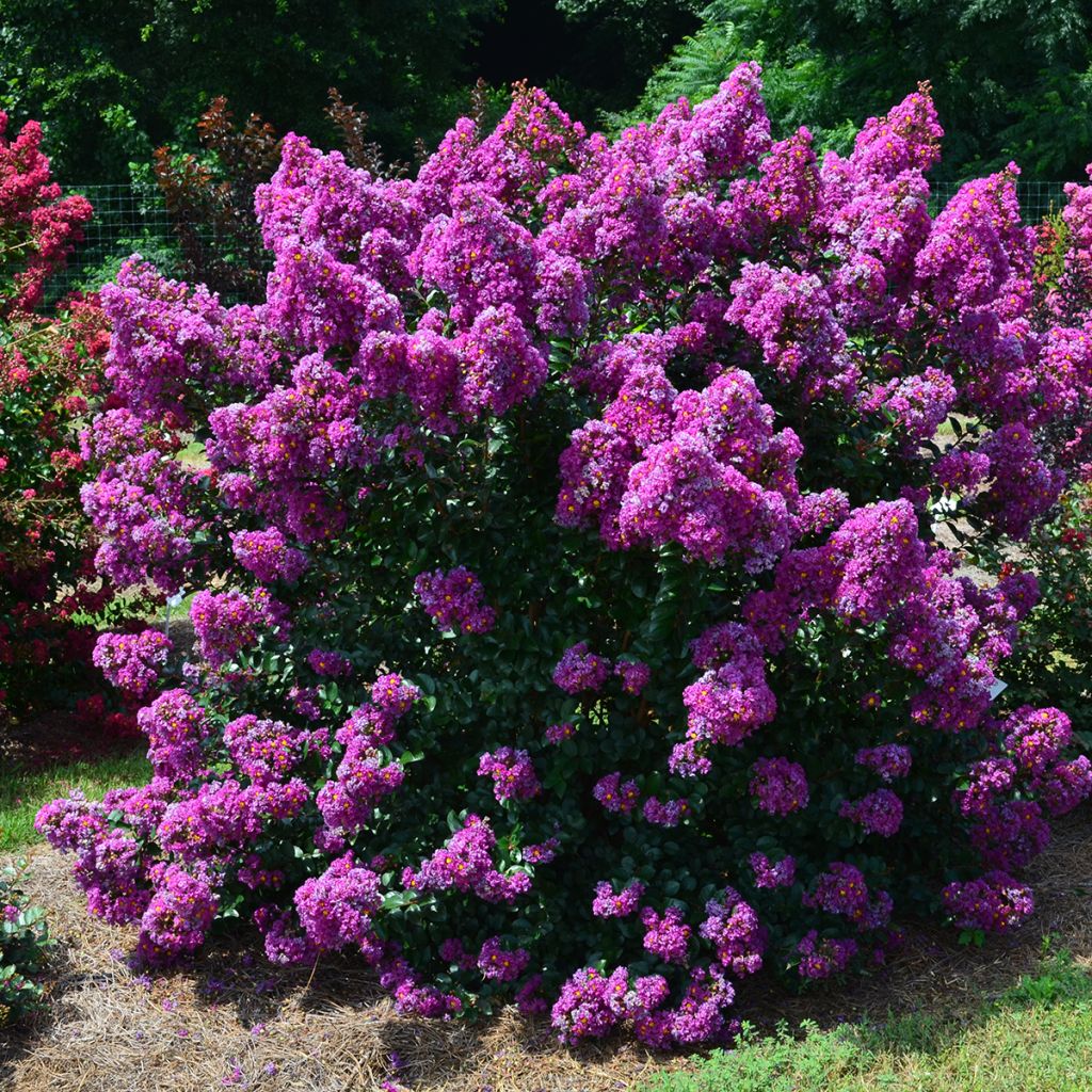 Lagerstroemia indica Purple Magic - Indische sering