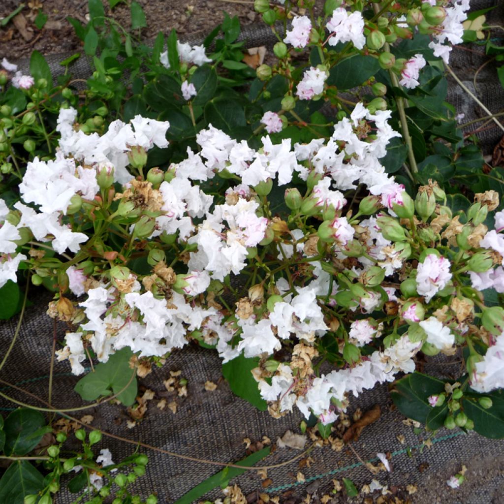 Lagerstroemia indica Petite Snow - Indische sering
