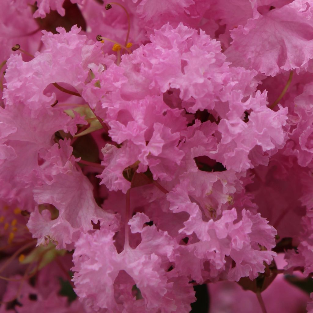 Lagerstroemia indica Soir d'Eté - Indische sering