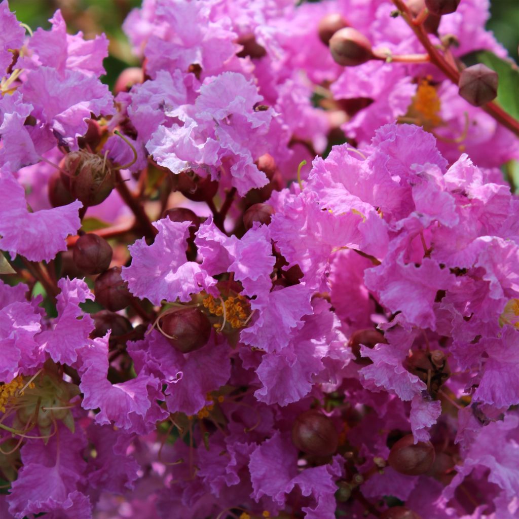Lagerstroemia indica Souvenir d'Hubert Puard - Indische sering