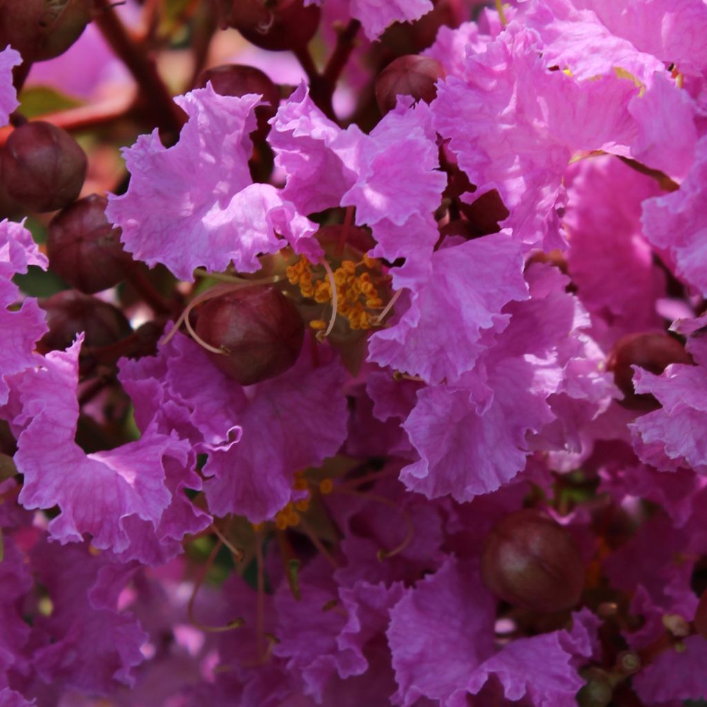 Lagerstroemia indica Souvenir d'Hubert Puard - Indische sering