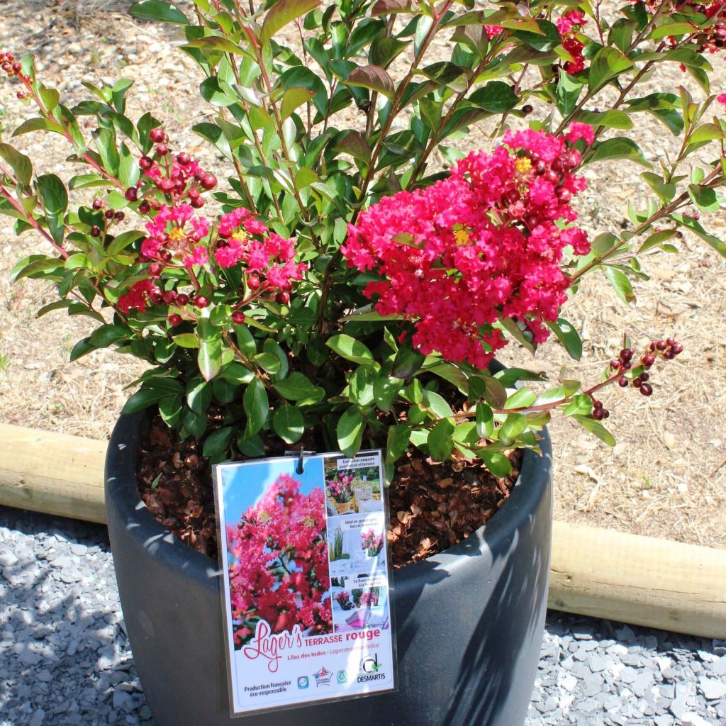 Lagerstroemia indica Terrasse Rouge - Indische sering