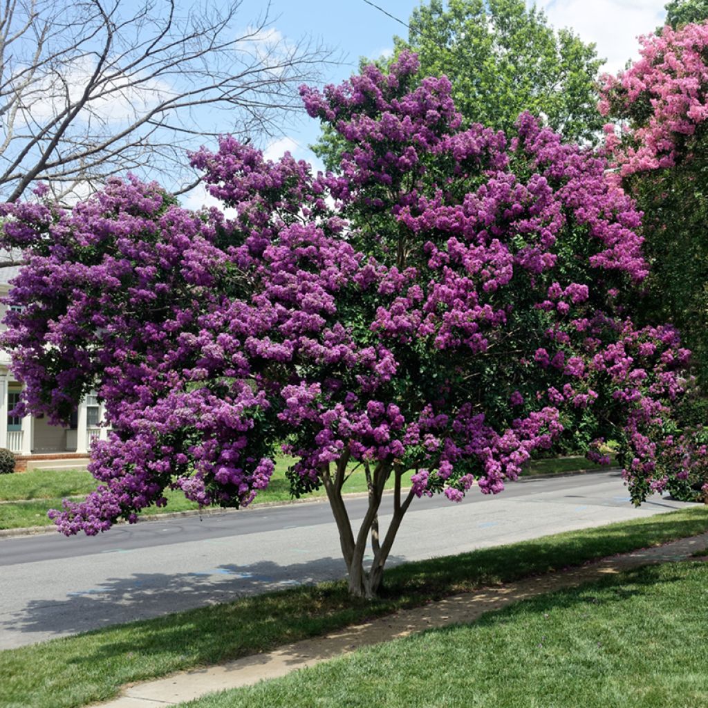 Lagerstroemia indica Violacea - Indische sering